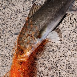 久しぶりにシーバスをなんとか