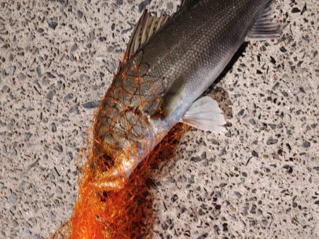 久しぶりにシーバスをなんとか