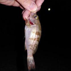 アジングからのメバリング