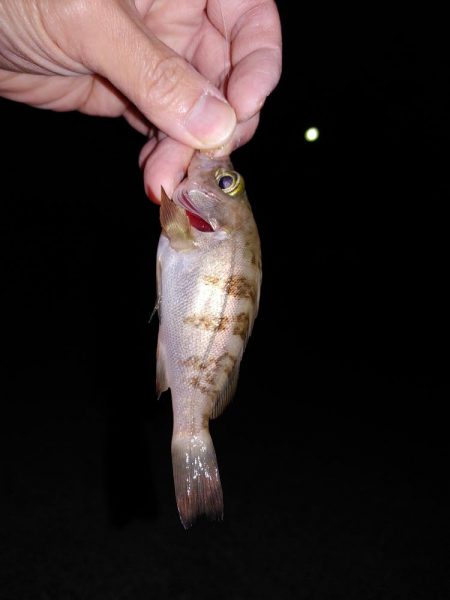 アジングからのメバリング