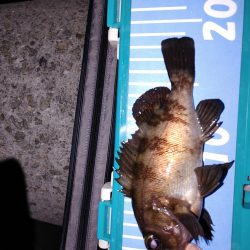 アジング メバリング