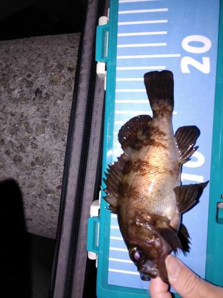 アジング メバリング