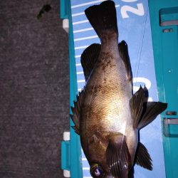 エギング　メバリング