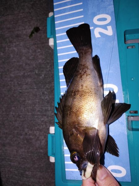 エギング　メバリング