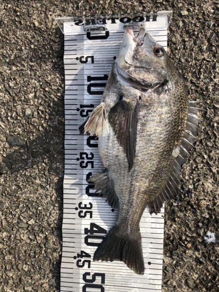 イチノ兄弟（兄）釣果！