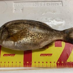 北海道積丹周辺でホッケを釣る！!