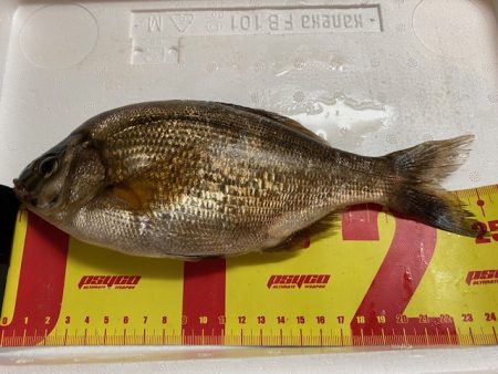 北海道積丹周辺でホッケを釣る！!