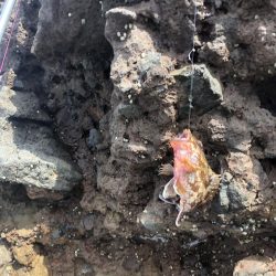 アコウ釣れました。