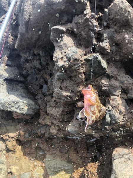 アコウ釣れました。