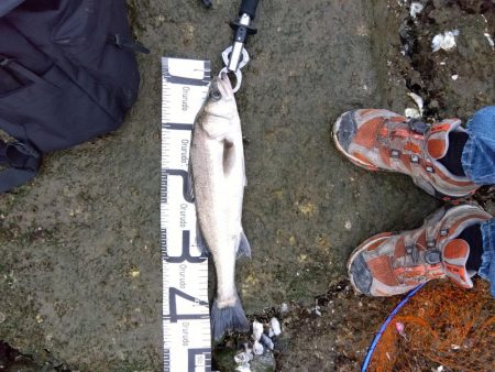 5月ようやく1匹