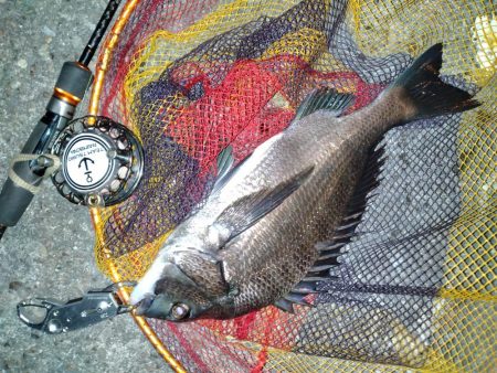 アジングロッド