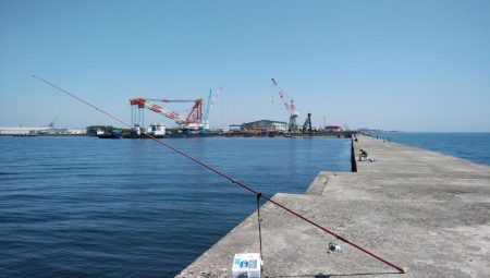 播磨新島のキス情報