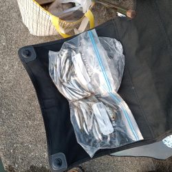 2023/05/02 大阪市内河川 稚鮎釣り