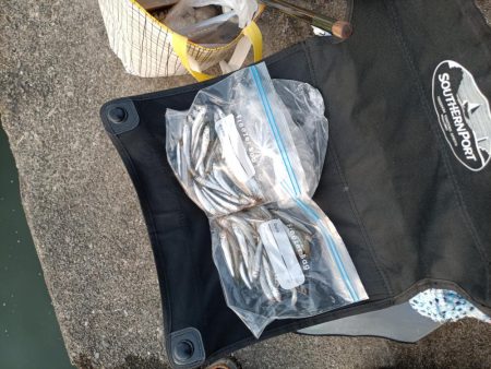 2023/05/02 大阪市内河川 稚鮎釣り