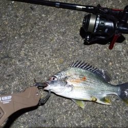 2023/05/02 南港ライトゲーム釣行