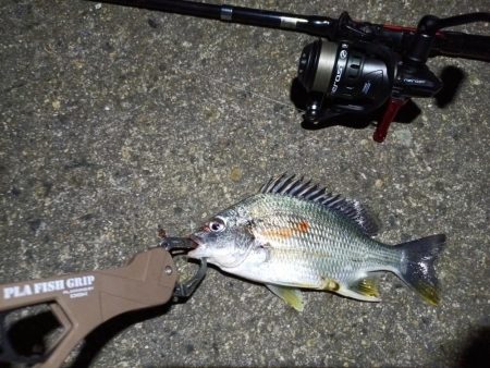 2023/05/02 南港ライトゲーム釣行