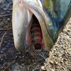 今年初青物メジロ76cm