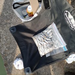 2023/05/04 大阪市内河川 稚鮎釣り