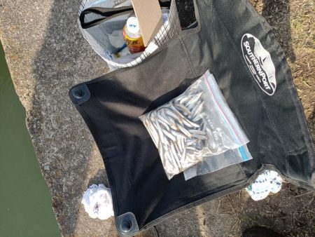 2023/05/04 大阪市内河川 稚鮎釣り