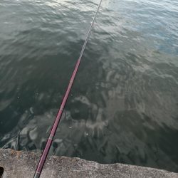 2023/05/05 大阪市内河川 稚鮎釣り