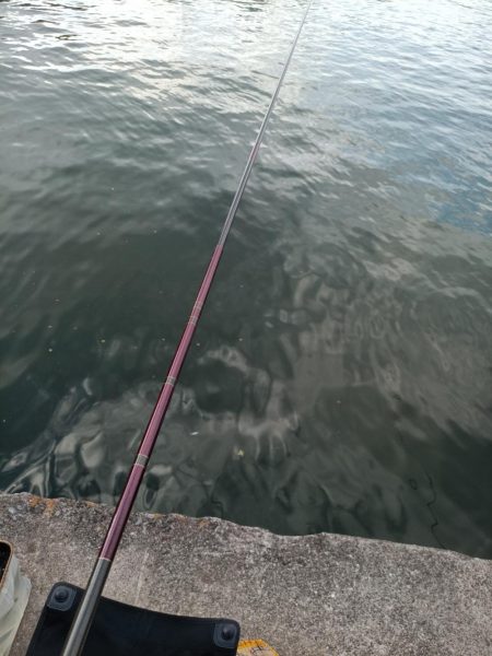 2023/05/05 大阪市内河川 稚鮎釣り