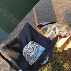 2023/05/10 大阪市内河川 稚鮎釣り