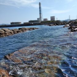 アコウ釣れた・・・