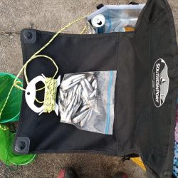 2023/05/12 大阪市内河川 稚鮎釣り