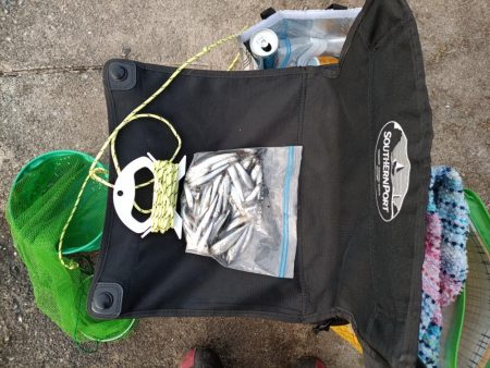 2023/05/12 大阪市内河川 稚鮎釣り