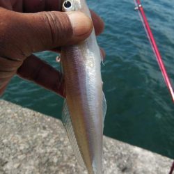 播磨新島のキス情報