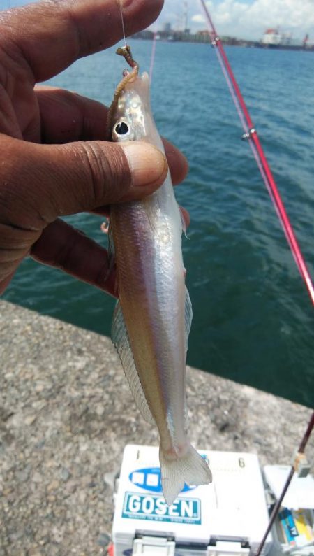 播磨新島のキス情報