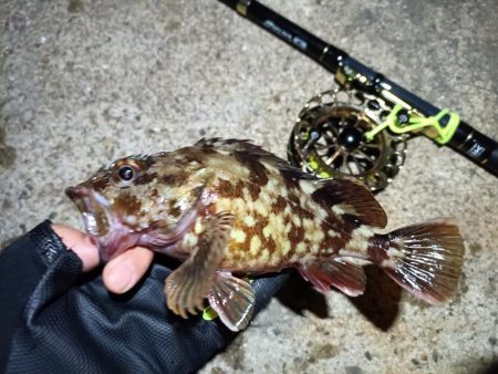 2023/05/19 南港ヘチ釣り釣行