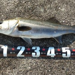 メジロ66㎝、シーバス68cm