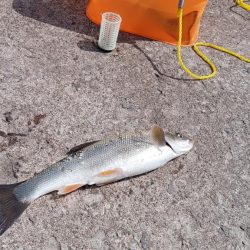 岩内港でホッケ釣り！！ルアーではアメマスが釣れる！！