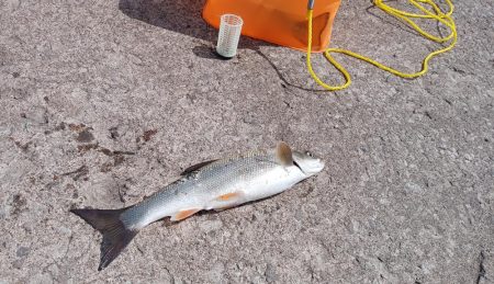 岩内港でホッケ釣り！！ルアーではアメマスが釣れる！！