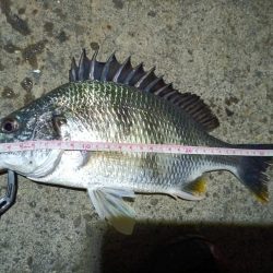 2023/05/20 南港ヘチ釣り釣行