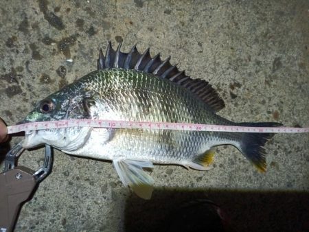 2023/05/20 南港ヘチ釣り釣行