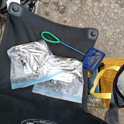 2023/05/22 大阪市内河川 稚鮎釣り