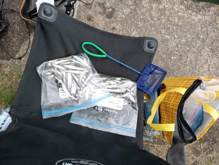 2023/05/22 大阪市内河川 稚鮎釣り