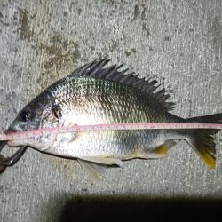 2023/05/23 南港ヘチ釣り釣行