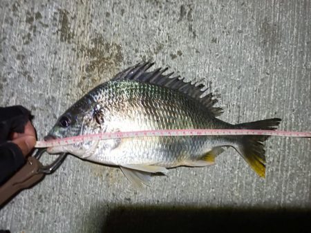 2023/05/23 南港ヘチ釣り釣行