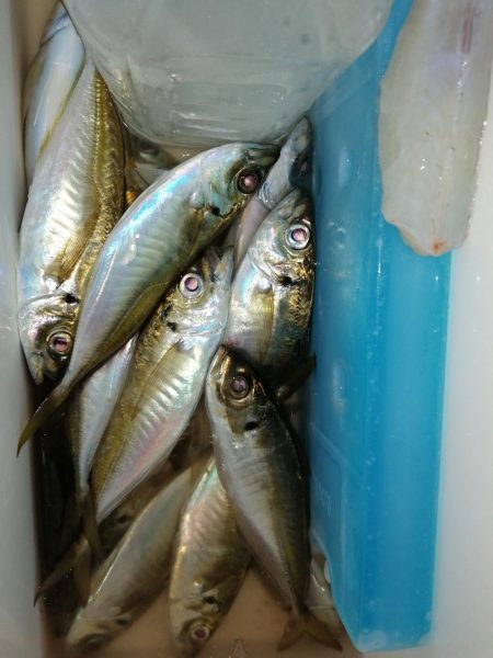 小○の活性は高く