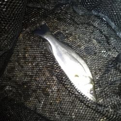 サイズが出ないですね…