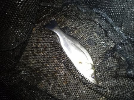 サイズが出ないですね…