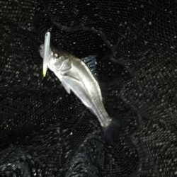 行ってみないと分からないよね～