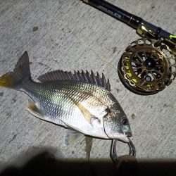 2023/05/25 南港ヘチ釣り釣行