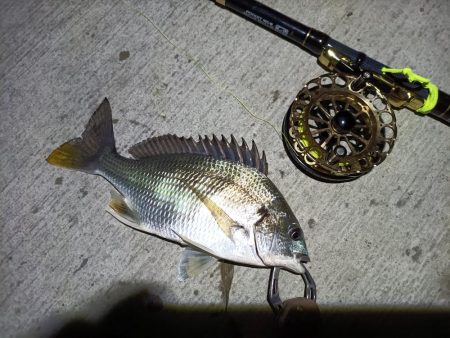 2023/05/25 南港ヘチ釣り釣行