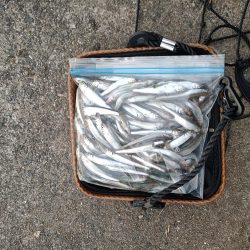 2023/05/26 大阪市内河川 稚鮎釣り