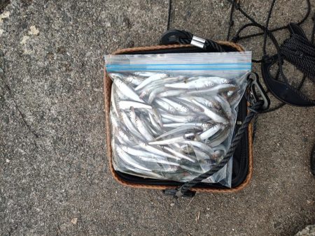 2023/05/26 大阪市内河川 稚鮎釣り