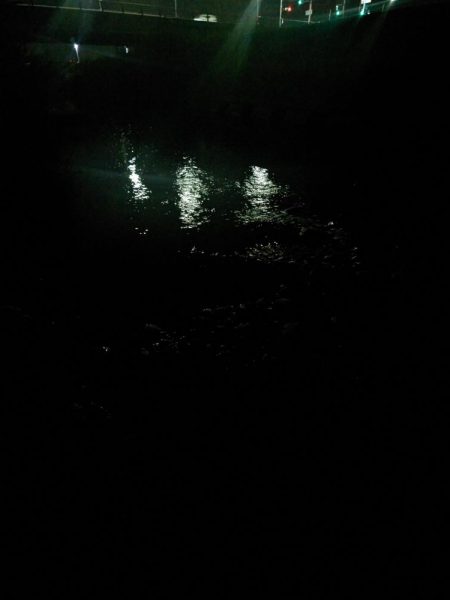 トップでナマズ